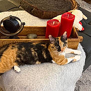 Gianna is registered to the contest to win money with this photo: animal, blanket, calico, candles, cat, ears, feline, fur, indoor, kitten, living_room, looking_at_camera, ottoman, paw, pet, red_candle, rug, toy, whiskers, wooden_tray