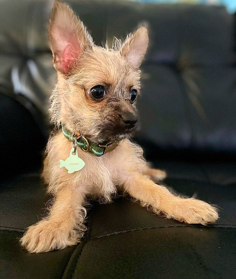 Chapo is registered to the contest to win money with this photo: canidae, carnivore, companion_dog, couch, dog, dog_breed, dog_supply, fawn, fur, non_sporting_group, puppy, sleeper_chair, small_terrier, sporting_group, studio_couch, terrestrial_animal, toy_dog, working_animal, yorkipoo, yorkshire_terrier