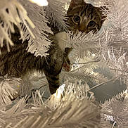 Soup joined the competition — help win amazing prizes! cat, kitten, tabby, christmas_tree, white_tree, artificial_tree, holiday, lights, branches, curious, wide_eyes, feline, pet, indoor, close_up, playful, whiskers, paws, festive, decorations
