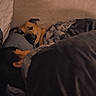 Buick is registered to the contest to win money with this photo: dog, blanket, bed, cozy, indoors, resting, sleepy, person, pillow, warm, fur, comfort, brown, black, face, head, laying_down, relaxing, soft, wall