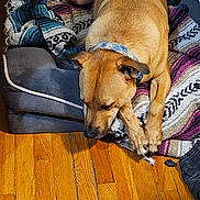 Buick joined the competition — help win amazing prizes! dog, brown_dog, blanket, wooden_floor, indoor, pet_bed, collar, sleeping, resting, shoe, casual, cozy, domestic, home, relaxed, flooring, textile, patterned_blanket, quiet, comfort