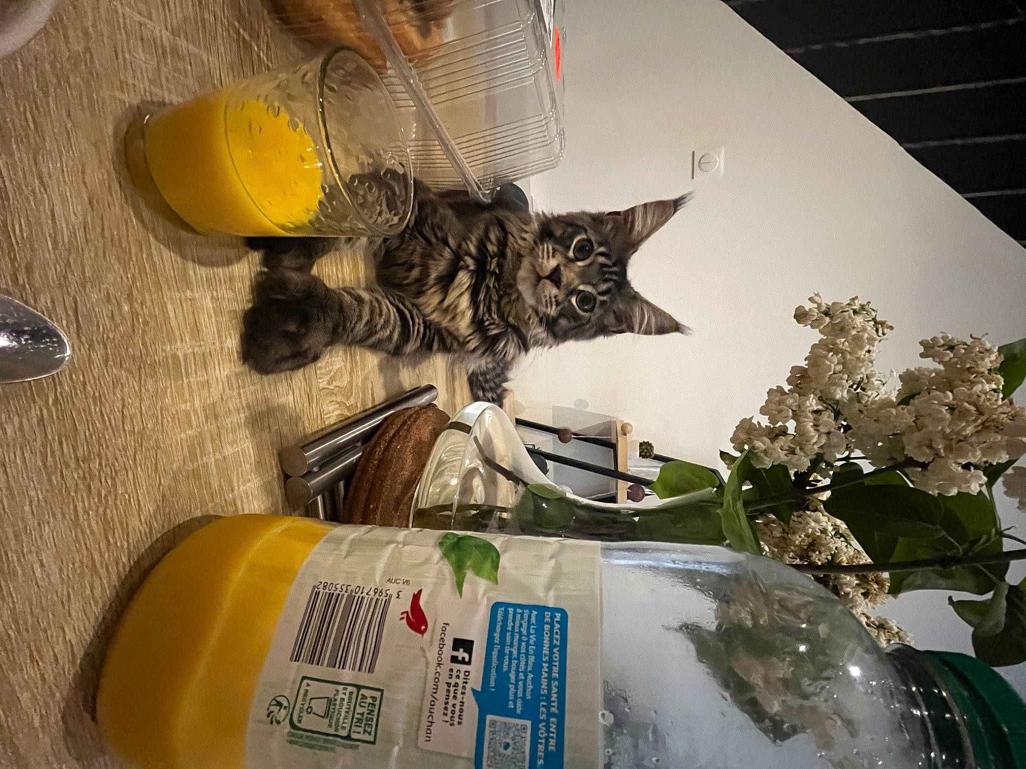 Taïko a rejoint le concours — aidez-le/la à gagner de superbes lots ! art, domestic_short_haired_cat, drink, felidae, floral_design, flower, fluid, food, fruit, fur, plant, plastic, plastic_bottle, small_to_medium_sized_cats, tail, visual_arts, whiskers