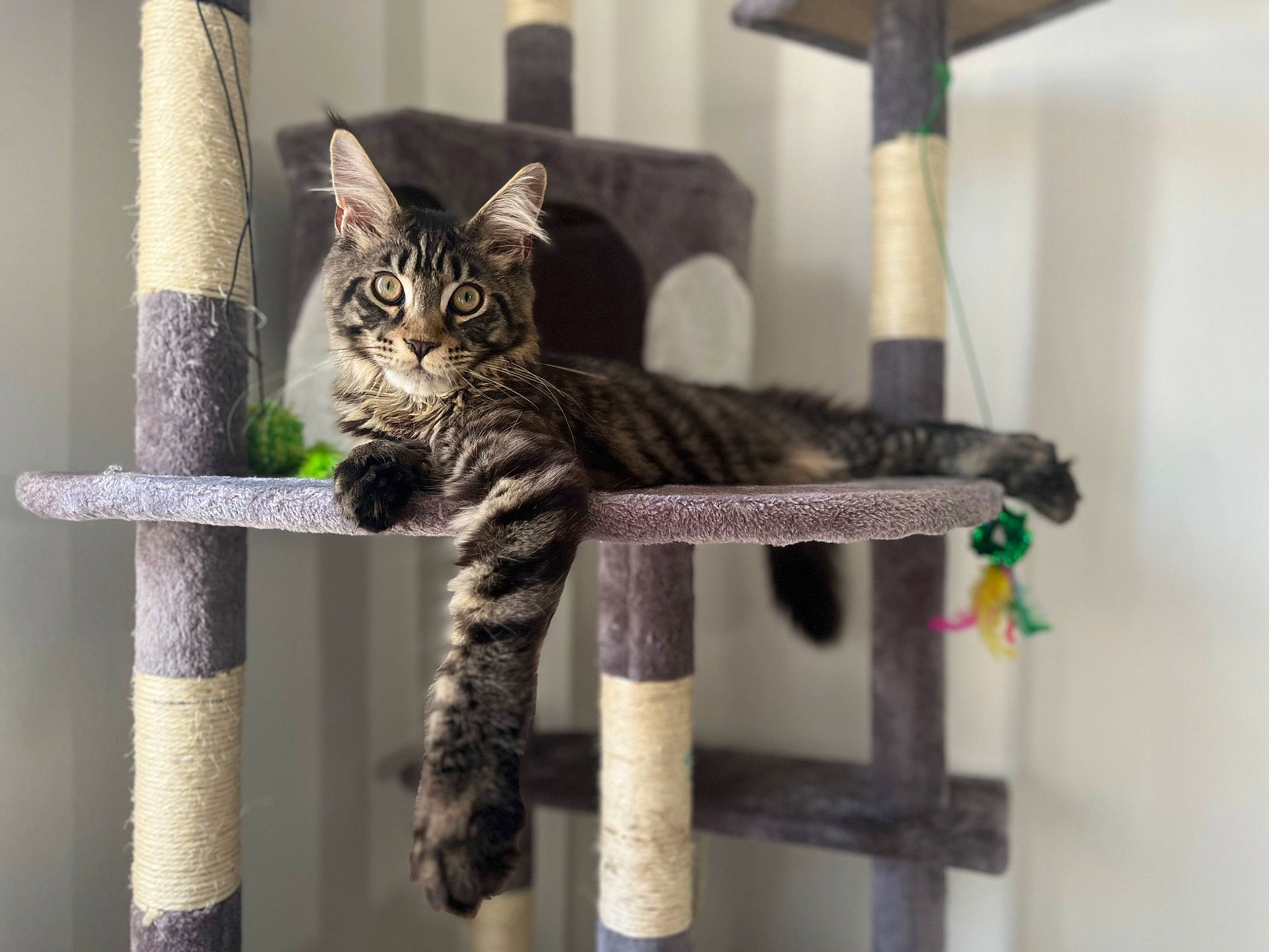 Taïko a rejoint le concours — aidez-le/la à gagner de superbes lots ! carnivore, cat, cat_supply, domestic_short_haired_cat, felidae, fur, grey, metal, pattern, room, small_to_medium_sized_cats, tail, terrestrial_animal, whiskers, wildlife