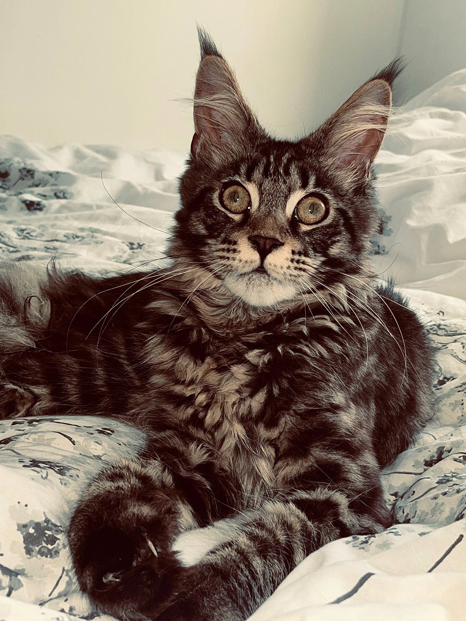 Taïko participe au concours pour gagner de l'argent avec cette photo : art, carnivore, cat, claw, domestic_short_haired_cat, drawing, felidae, fur, illustration, lynx, monochrome, monochrome_photography, painting, paw, sitting, small_to_medium_sized_cats, snout, tail, terrestrial_animal, whiskers