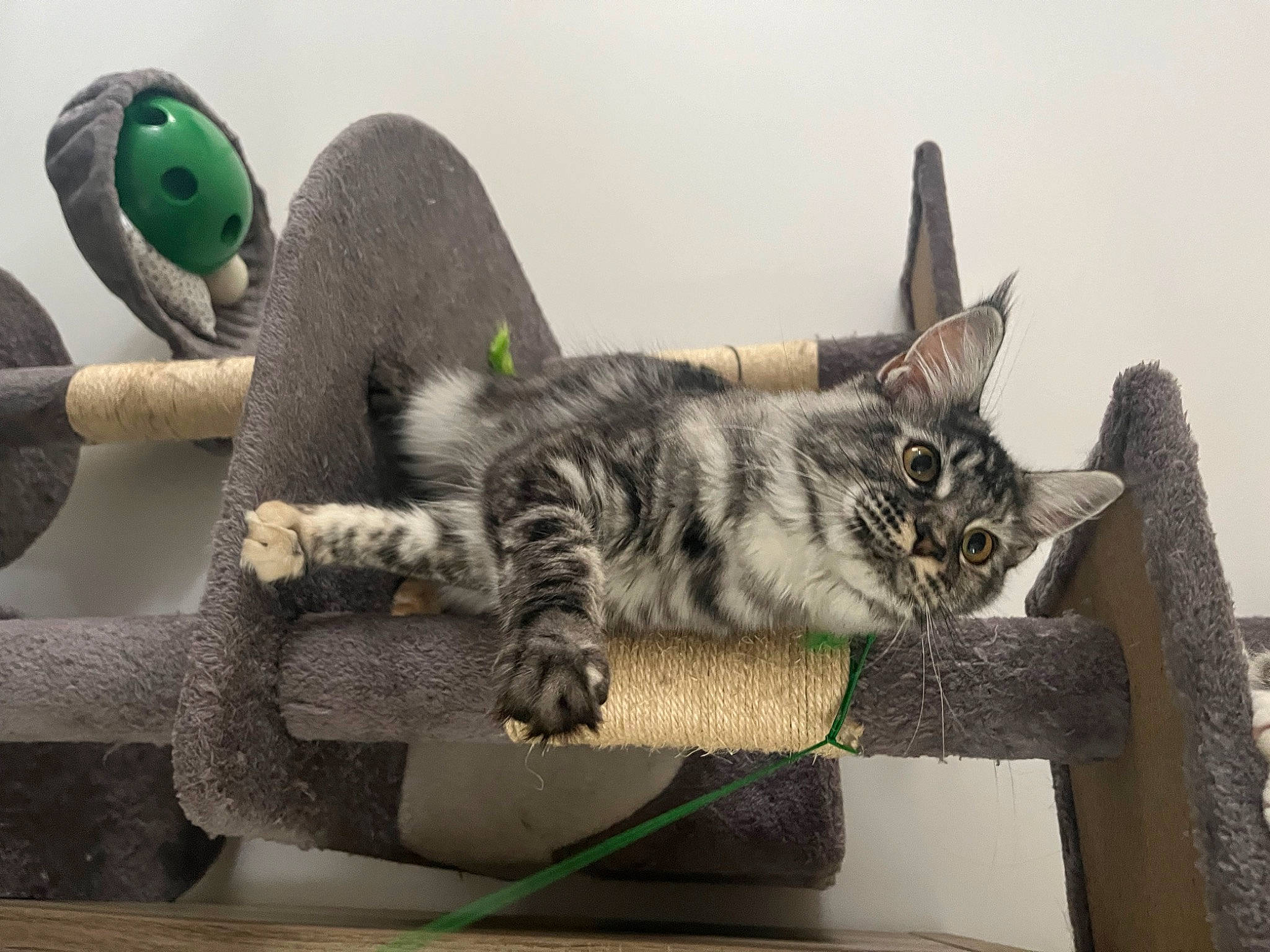 Ulyssia participe au concours pour gagner de l'argent avec cette photo : carnivore, cat, claw, comfort, domestic_short_haired_cat, felidae, fur, grey, paw, plant, sitting, small_to_medium_sized_cats, snout, stuffed_toy, tail, toy, whiskers