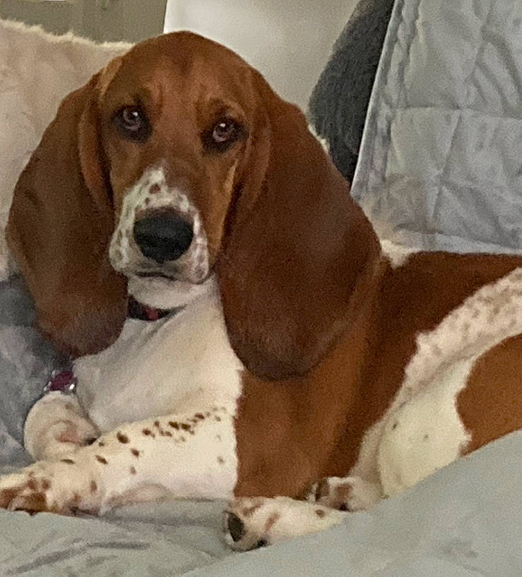 Buddy joined the competition — help win amazing prizes! bored, canidae, carnivore, comfort, companion_dog, dog, dog_breed, fawn, hound, hunting_dog, liver, metal, scent_hound, snout, sporting_group, terrestrial_animal, windshield, working_animal