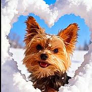 Nico participe au concours pour gagner de l'argent avec cette photo : dog, yorkshire_terrier, small_dog, snow, heart_shape, winter, blue_sky, cute, smiling, tongue_out, pet, portrait, fluffy, fur, outdoor, playful, close_up, sparkling_snow, happy, holiday