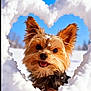 dog, yorkshire_terrier, small_dog, snow, heart_shape, winter, blue_sky, cute, smiling, tongue_out, pet, portrait, fluffy, fur, outdoor, playful, close_up, sparkling_snow, happy, holiday