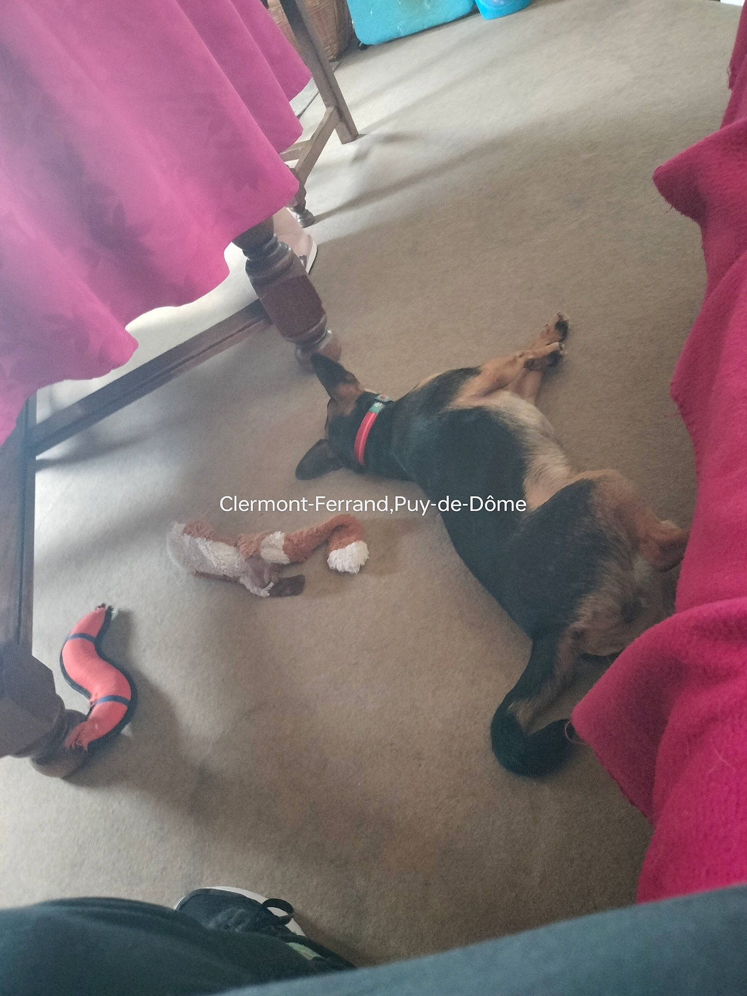 Maya participe au concours pour gagner de l'argent avec cette photo : bag, carnivore, collar, comfort, companion_dog, dog, dog_breed, eyewear, fawn, flooring, human_leg, knee, leash, linens, luggage_and_bags, magenta, room, tail, textile, tints_and_shades