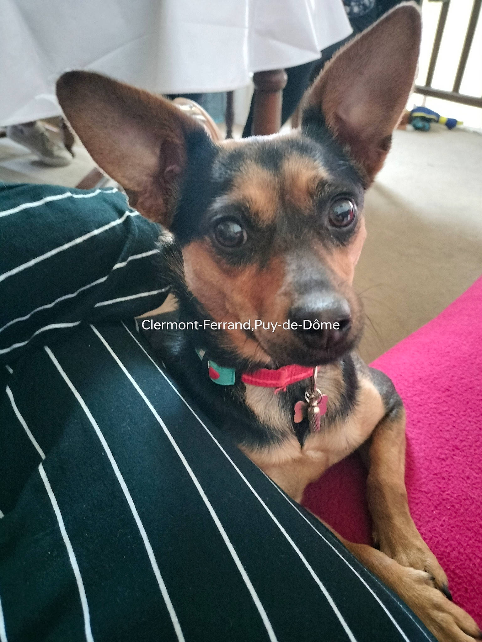 Maya a rejoint le concours — aidez-le/la à gagner de superbes lots ! canidae, carnivore, collar, companion_dog, dog, dog_breed, dog_supply, ear, electric_blue, fawn, fur, non_sporting_group, pattern, prazsky_krysarik, snout, sporting_group, toy_dog, whiskers, working_animal, working_dog