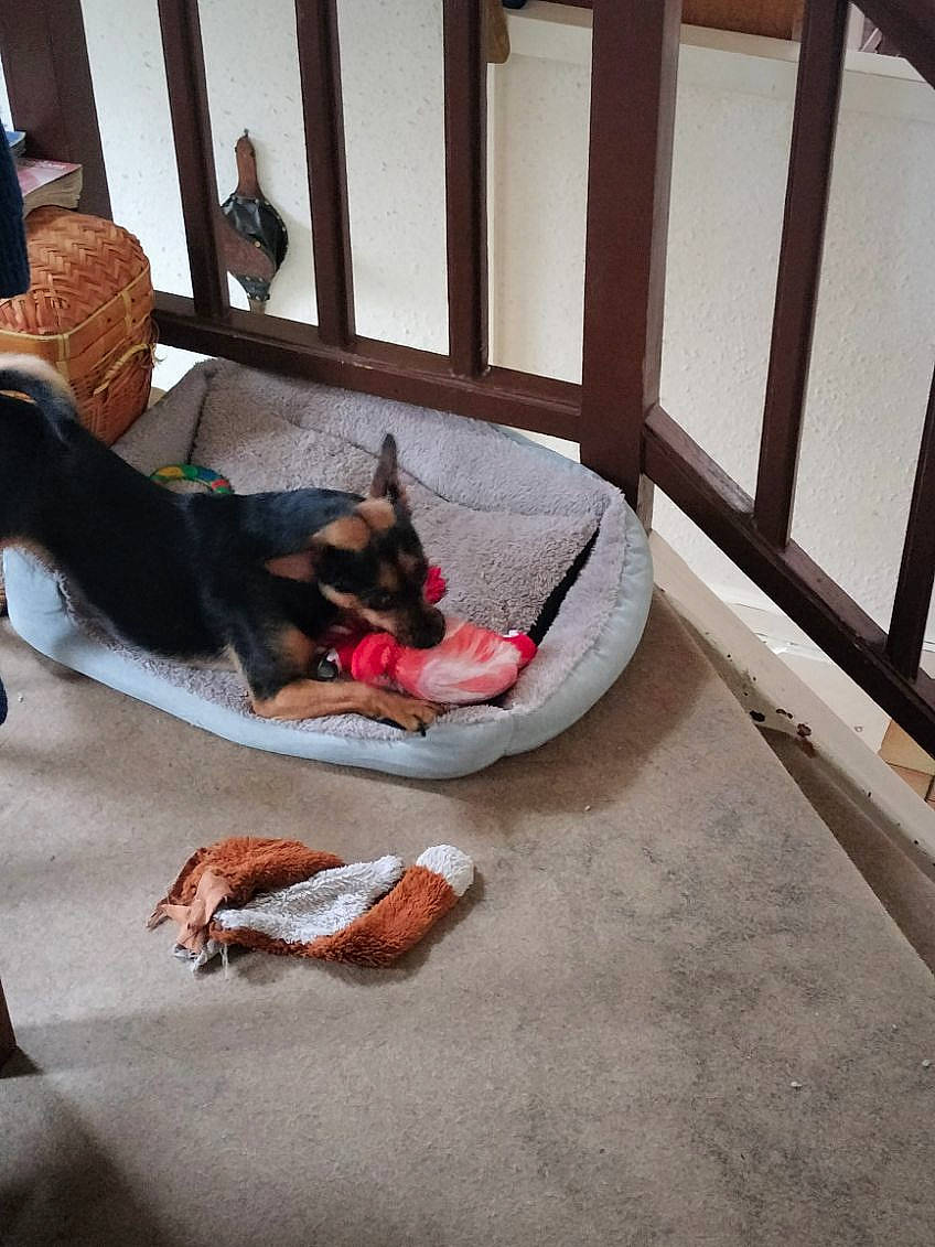 Maya a rejoint le concours — aidez-le/la à gagner de superbes lots ! canidae, carmine, carnivore, comfort, companion_dog, dog, dog_breed, dog_supply, fawn, felidae, flooring, guard_dog, hardwood, linens, paw, pet_supply, room, snout, sporting_group, working_animal