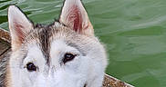 Bianca a rejoint le concours — aidez-le/la à gagner de superbes lots ! dog, husky, tongue_out, water, lake, dock, wooden_dock, outdoor, pet, canine, animal, nature, playful, friendly, summer, daytime, fur, ears, snout, happy