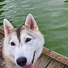 dog, husky, tongue_out, water, lake, dock, wooden_dock, outdoor, pet, canine, animal, nature, playful, friendly, summer, daytime, fur, ears, snout, happy