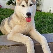 Bianca participe au concours pour gagner de l'argent avec cette photo : dog, husky, puppy, tongue_out, outdoor, grass, plant, concrete, step, pet, animal, canine, cute, fur, ears, nose, portrait, relaxed, daylight, nature
