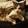 animal, blanket, brown, cat, cozy, cute, domestic, feline, fur, indoor, lying_down, pet, pillow, portrait, relaxed, resting, soft, tabby, whiskers, white