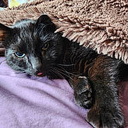 Voodoo joined the competition — help win amazing prizes! cat, black_cat, blanket, purple_bedspread, fur, pet, animal, whiskers, paw, ears, relaxing, indoor, cute, tongue_out, cozy, sleepy, resting, soft_texture, closeup, domestic_animal