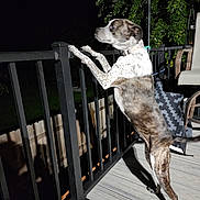 Oreo joined the competition — help win amazing prizes! dog, night, deck, railing, shadow, pet, outdoor, wooden_floor, fence, curious, animal, spotty_fur, metal, patio, chair, leash, black, white, brown, standing