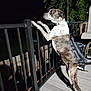 dog, night, deck, railing, shadow, pet, outdoor, wooden_floor, fence, curious, animal, spotty_fur, metal, patio, chair, leash, black, white, brown, standing