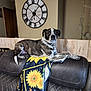 dog, couch, blanket, sunflower, leather, indoor, clock, wall, lamp, furniture, pet, resting, collar, wood, home, living_room, brown, comfortable, relaxed, decor