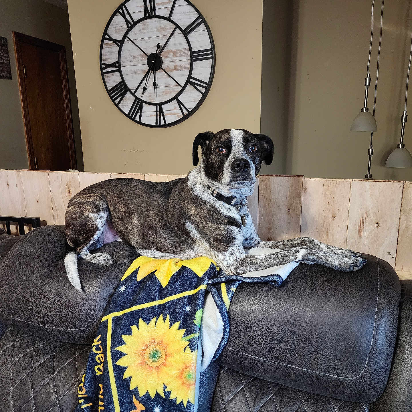 Oreo is registered to the contest to win money with this photo: blanket, brown, clock, collar, comfortable, couch, decor, dog, furniture, home, indoor, lamp, leather, living_room, pet, relaxed, resting, sunflower, wall, wood