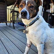 Bentley is registered to the contest to win money with this photo: accessories, animal, architecture, box, bulldog, canine, clothing, dog, footwear, furniture, hardwood, helmet, hound, leash, pet, plywood, puppy, shoe, strap, wood