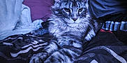Aïko participe au concours pour gagner de l'argent avec cette photo : cat, maine_coon, pet, animal, feline, bed, blanket, pillow, indoor, fur, ears, relaxed, portrait, cozy, home, mammal, whiskers, long_paws, resting, cute