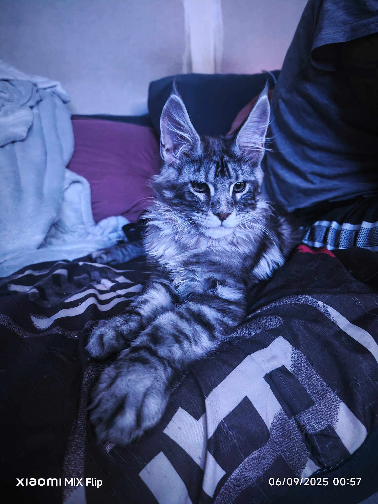 Aïko participe au concours pour gagner de l'argent avec cette photo : cat, maine_coon, pet, animal, feline, bed, blanket, pillow, indoor, fur, ears, relaxed, portrait, cozy, home, mammal, whiskers, long_paws, resting, cute