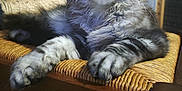 Aïko participe au concours pour gagner de l'argent avec cette photo : animal, cat, chair, cozy, domestic_cat, ears, feline, fluffy, fur, home, indoor, looking_up, paws, pet, portrait, relaxed, resting, tabby, whiskers, woven_chair