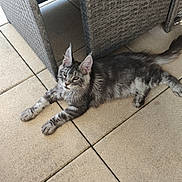 Aïko a rejoint le concours — aidez-le/la à gagner de superbes lots ! animal, cat, curious, cute, domestic_cat, ears, feline, floor, furniture, gray_cat, indoor, lying_down, pet, relaxed, tabby, tail, tile_floor, whiskers, woven_furniture, young_cat