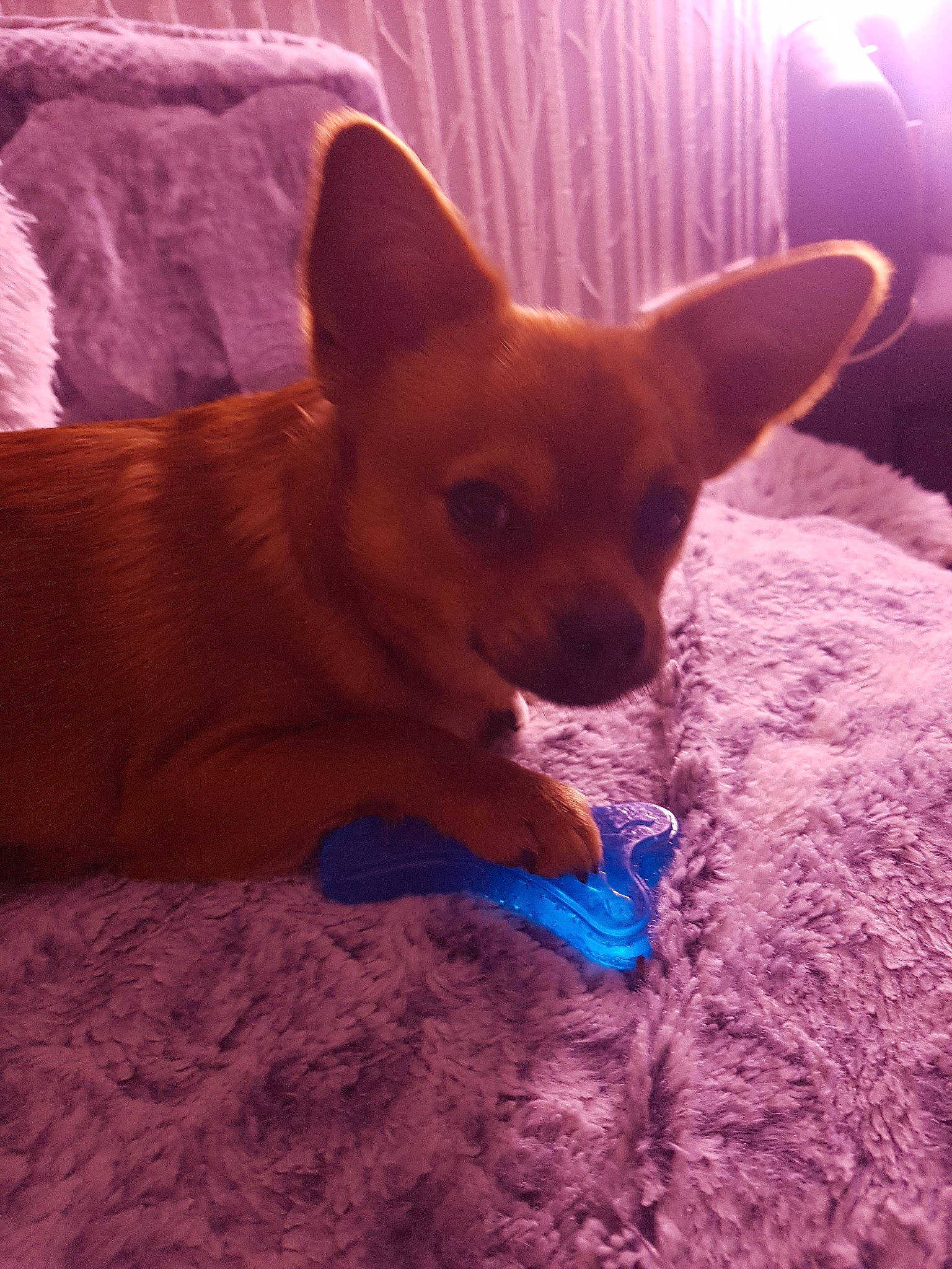 Nougat participe au concours pour gagner de l'argent avec cette photo : canidae, carnivore, chihuahua, corgi_chihuahua, dog, dog_breed, fawn, mammal, pembroke_welsh_corgi, puppy, snout, toy_dog, vertebrate, welsh_corgi