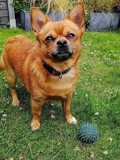 Nougat participe au concours pour gagner de l'argent avec cette photo : ball, canidae, carnivore, collar, companion_dog, dog, dog_breed, dog_collar, fawn, fur, grass, liver, plant, snout, sporting_group, tail, terrestrial_animal, toy_dog, whiskers, working_animal