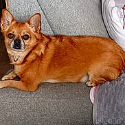 Iris a rejoint le concours — aidez-le/la à gagner de superbes lots ! dog, brown_dog, small_dog, couch, indoor, pet, fur, ears, alert, home, relaxed, laying, animal, companion, cozy, furniture, domestic, looking, cute, household