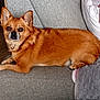 dog, brown_dog, small_dog, couch, indoor, pet, fur, ears, alert, home, relaxed, laying, animal, companion, cozy, furniture, domestic, looking, cute, household