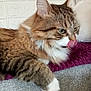 Iris a rejoint le concours — aidez-le/la à gagner de superbes lots ! cat, tabby, fur, tongue, licking, paw, white_paw, couch, blanket, indoor, pet, feline, closeup, relaxed, home, cozy, texture, whiskers, ears, green_eyes