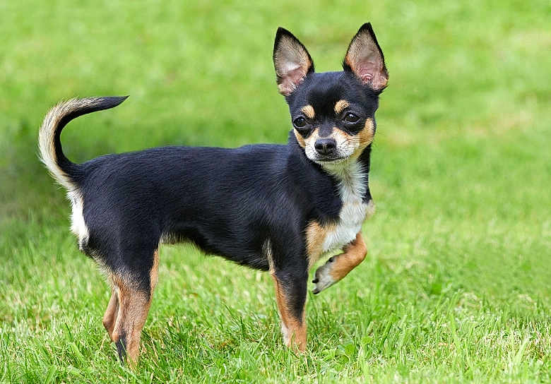 Praline