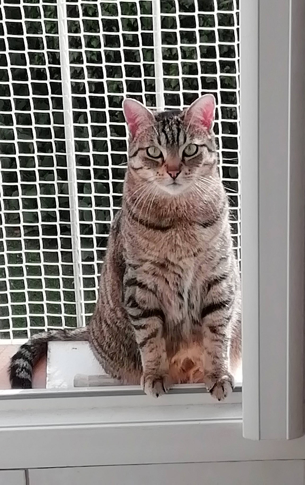 Inti a rejoint le concours — aidez-le/la à gagner de superbes lots ! aegean_cat, american_shorthair, asian, australian_mist, california_spangled, carnivore, cat, domestic_short_haired_cat, dragon_li, egyptian_mau, european_shorthair, felidae, mammal, ocicat, pixie_bob, small_to_medium_sized_cats, snout, tabby_cat, whiskers, window