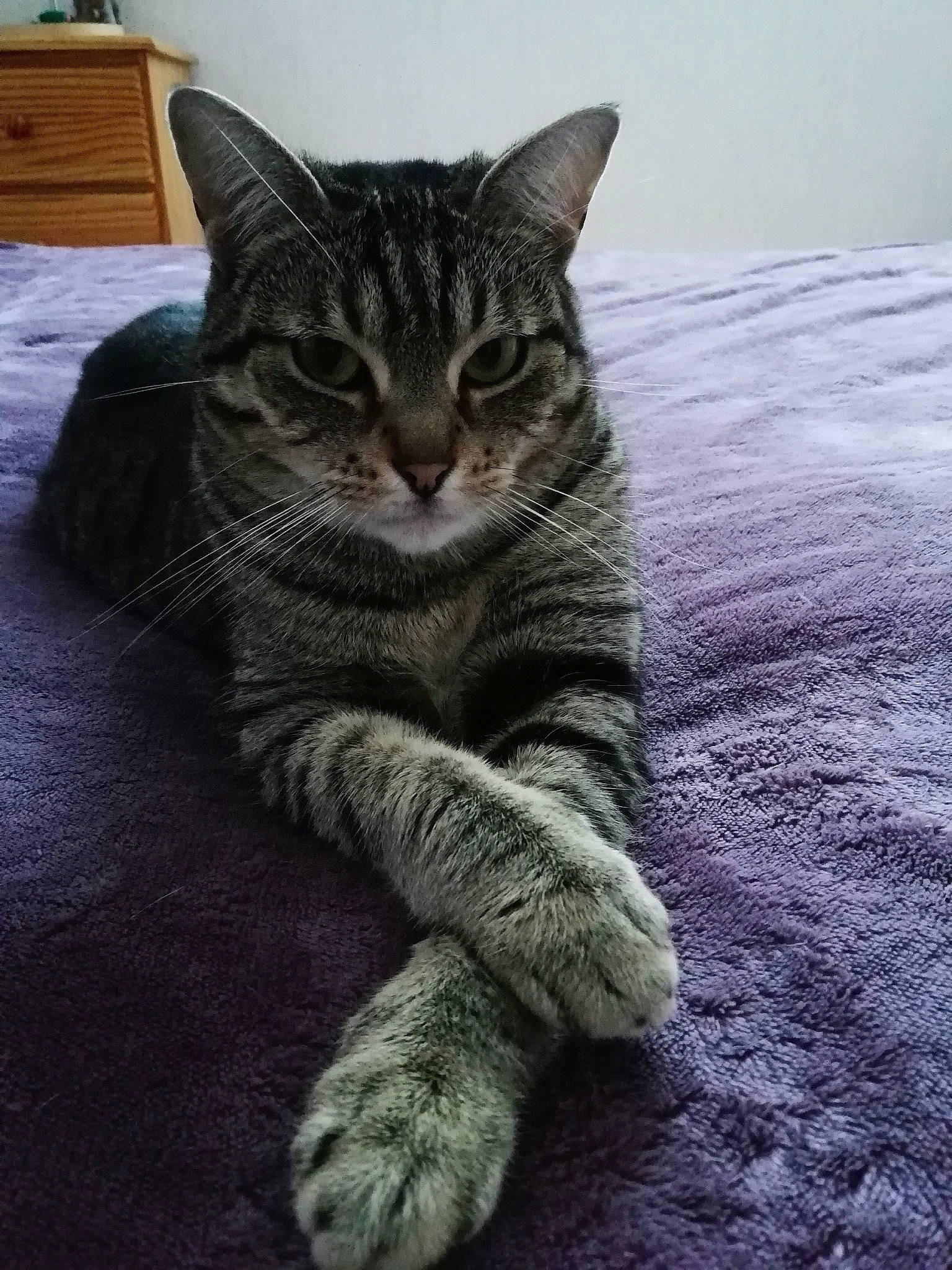 Inti a rejoint le concours — aidez-le/la à gagner de superbes lots ! american_shorthair, american_wirehair, asian, california_spangled, carnivore, cat, domestic_short_haired_cat, dragon_li, egyptian_mau, european_shorthair, felidae, fur, kitten, mammal, pixie_bob, polydactyl_cat, small_to_medium_sized_cats, snout, tabby_cat, whiskers