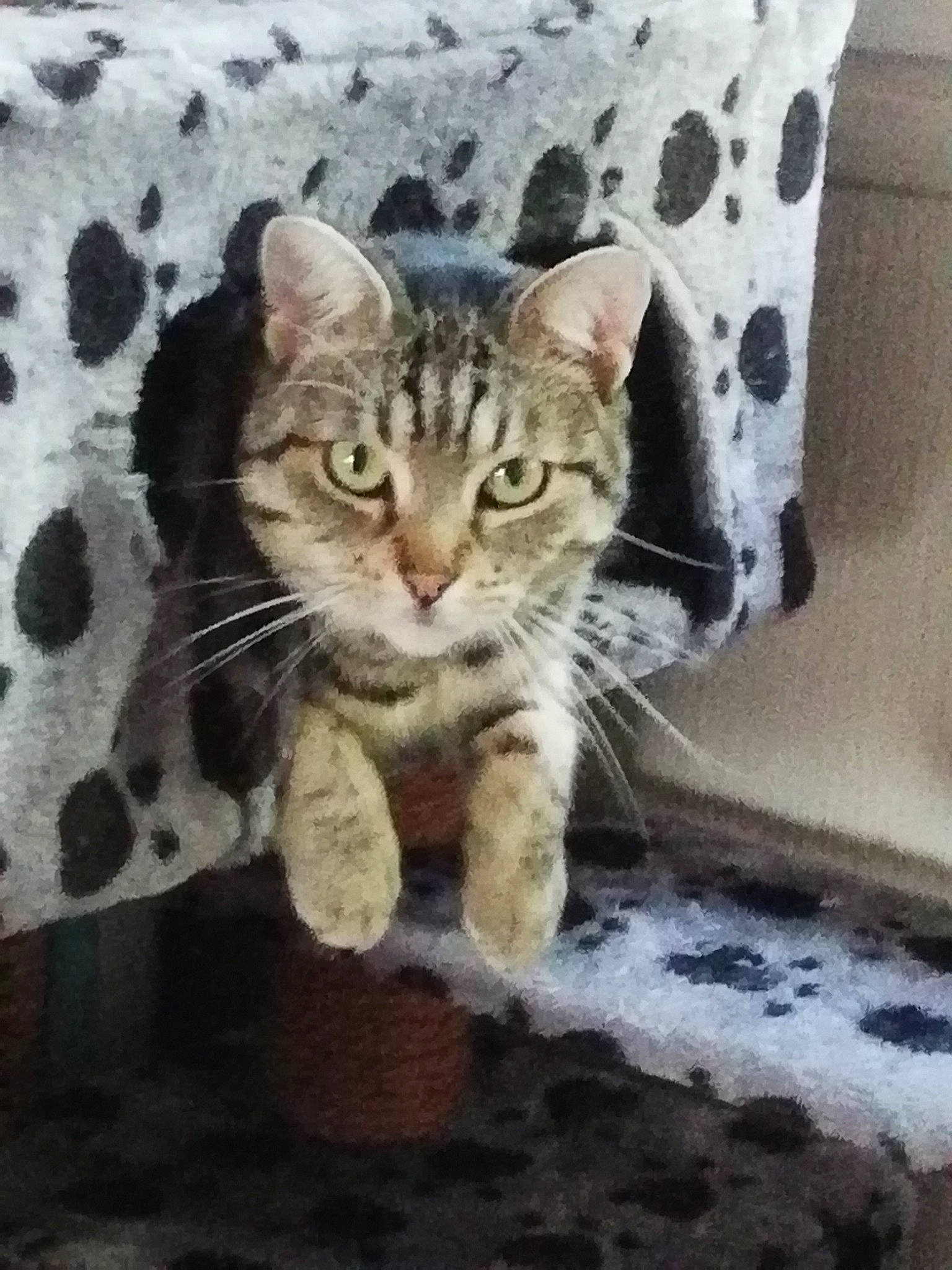 Inti participe au concours pour gagner de l'argent avec cette photo : aegean_cat, american_shorthair, american_wirehair, asian, california_spangled, carnivore, cat, domestic_short_haired_cat, dragon_li, egyptian_mau, european_shorthair, felidae, kitten, mammal, ocicat, polydactyl_cat, small_to_medium_sized_cats, snout, tabby_cat, whiskers