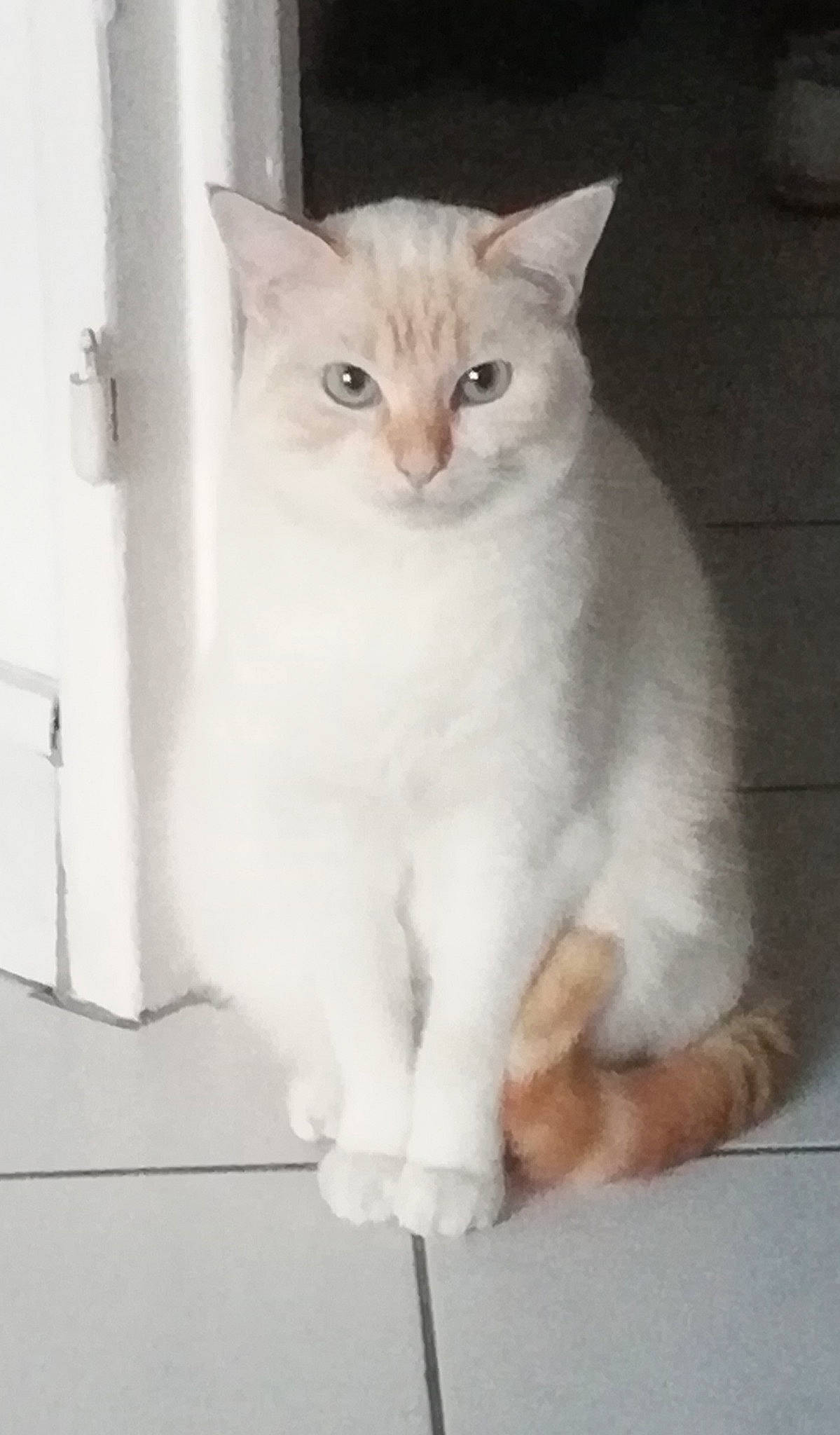 Nazca participe au concours pour gagner de l'argent avec cette photo : aegean_cat, asian, asian_semi_longhair, british_semi_longhair, burmilla, carnivore, cat, domestic_short_haired_cat, eye, felidae, javanese, kitten, mammal, ojos_azules, ragdoll, small_to_medium_sized_cats, turkish_angora, turkish_van, vertebrate, whiskers