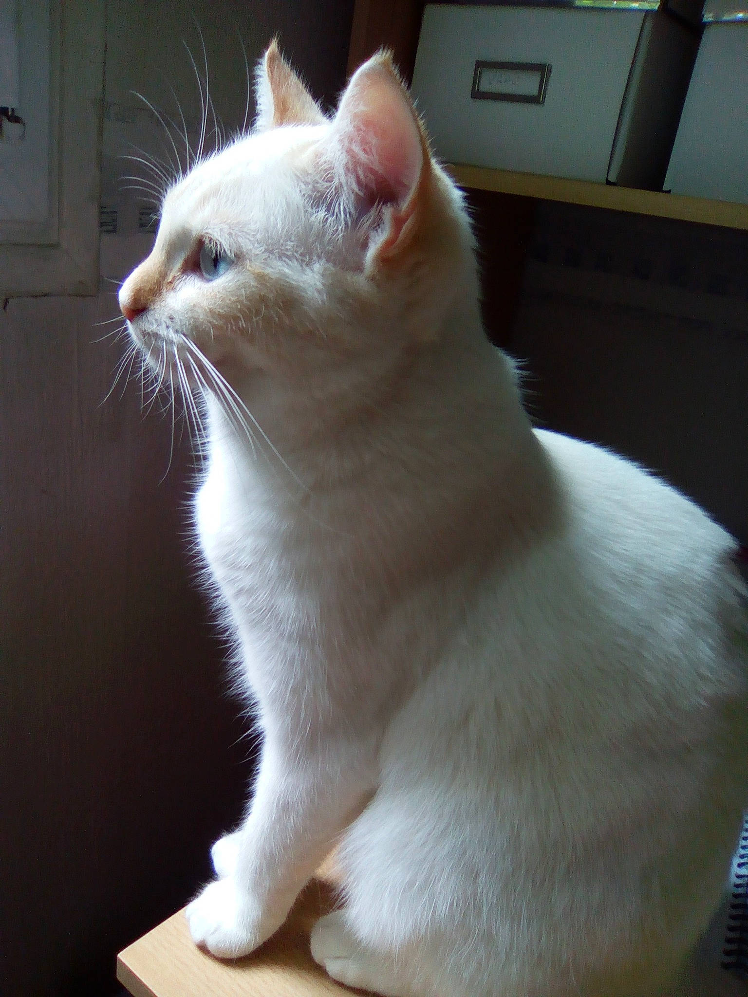 Nazca participe au concours pour gagner de l'argent avec cette photo : aegean_cat, asian, burmilla, carnivore, cat, colorpoint_shorthair, domestic_short_haired_cat, felidae, fur, japanese_bobtail, javanese, khao_manee, mammal, skin, small_to_medium_sized_cats, snout, tail, turkish_angora, turkish_van, whiskers