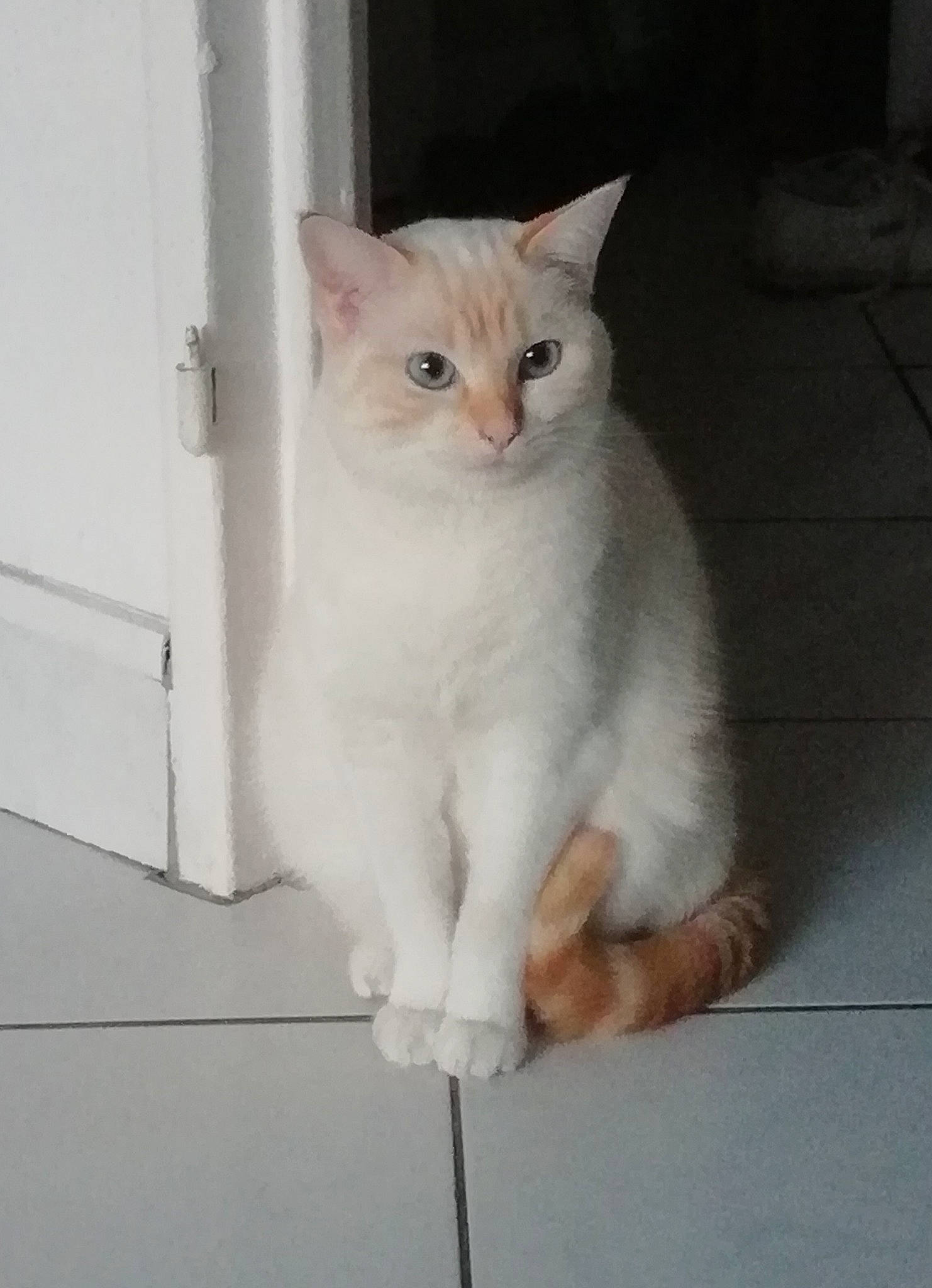 Nazca a rejoint le concours — aidez-le/la à gagner de superbes lots ! aegean_cat, asian, burmilla, carnivore, cat, colorpoint_shorthair, domestic_short_haired_cat, eye, fawn, felidae, khao_manee, kitten, mammal, ojos_azules, small_to_medium_sized_cats, tail, turkish_angora, turkish_van, vertebrate, whiskers