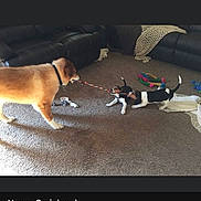 Cezear is registered to the contest to win money with this photo: animal, black_white_puppy, blanket, brown_dog, canine, carpet, cute, dog, furniture, indoor, living_room, pet, playful, playing, puppy, rope_toy, sofa, toys, tug_of_war, two_puppies