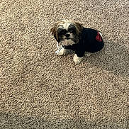 Luka joined the competition — help win amazing prizes! dog, small_dog, puppy, black_hoodie, carpet, indoor, pet, fluffy, cute, sitting, looking_up, fur, white_and_brown, curious, animal, companion, domestic, cozy, casual_clothing, floor