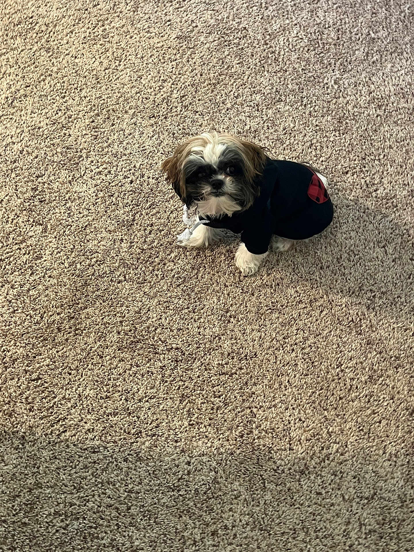 Luka joined the competition — help win amazing prizes! dog, small_dog, puppy, black_hoodie, carpet, indoor, pet, fluffy, cute, sitting, looking_up, fur, white_and_brown, curious, animal, companion, domestic, cozy, casual_clothing, floor