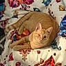 animal, blanket, cat, colorful, comfort, cozy, cute, feline, floral_pattern, fur, home, indoor, laying, one_eye_closed, orange_tabby, pet, relaxed, resting, soft, whiskers