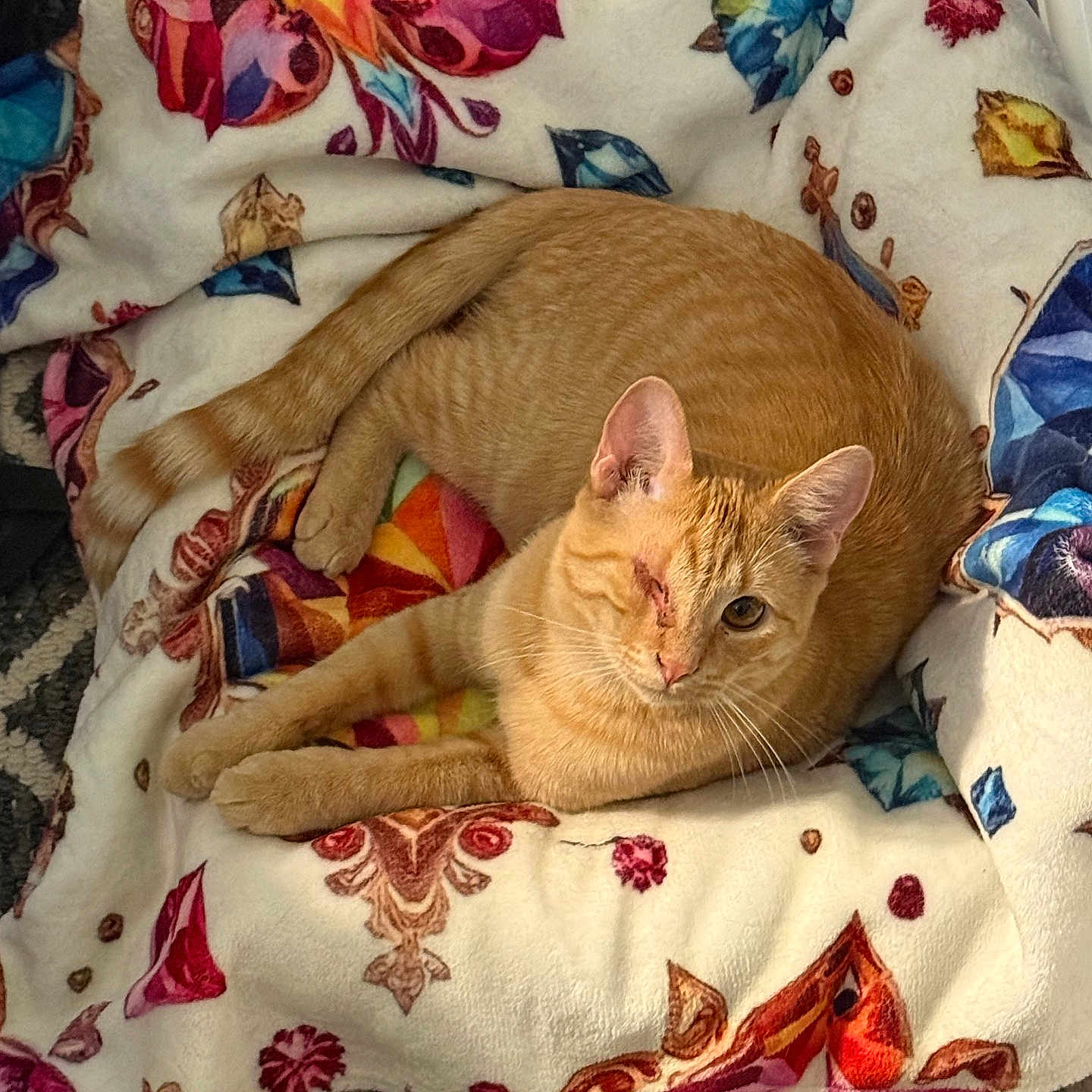 Petrie is registered to the contest to win money with this photo: animal, blanket, cat, colorful, comfort, cozy, cute, feline, floral_pattern, fur, home, indoor, laying, one_eye_closed, orange_tabby, pet, relaxed, resting, soft, whiskers