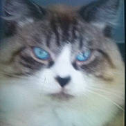 Chaton participe au concours pour gagner de l'argent avec cette photo :