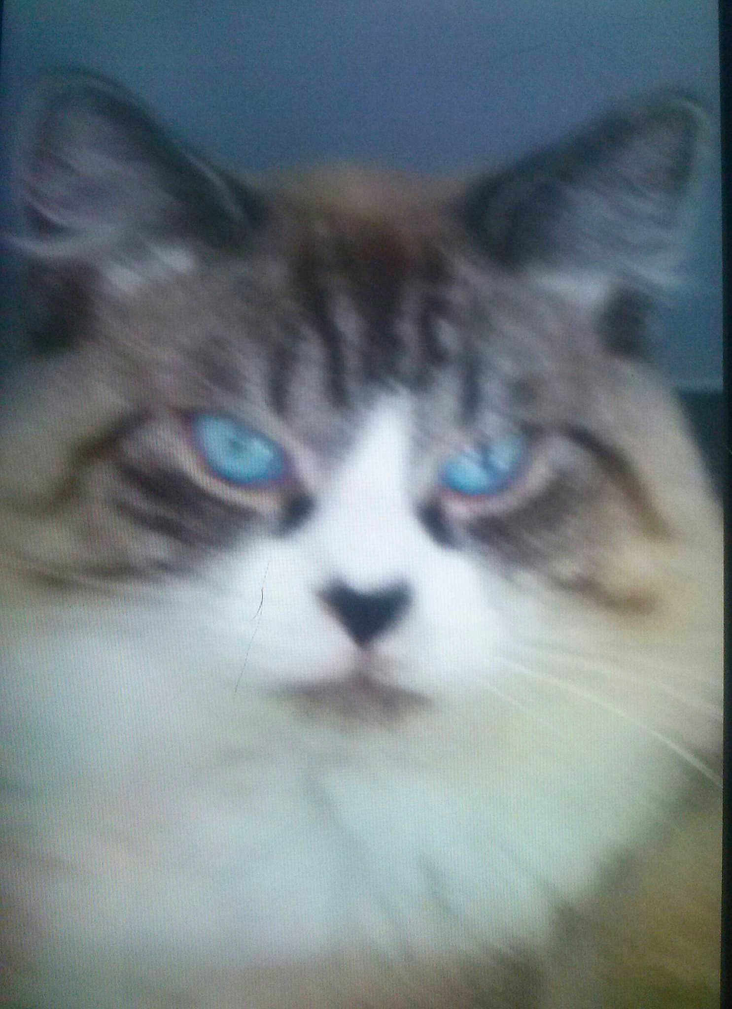 Chaton