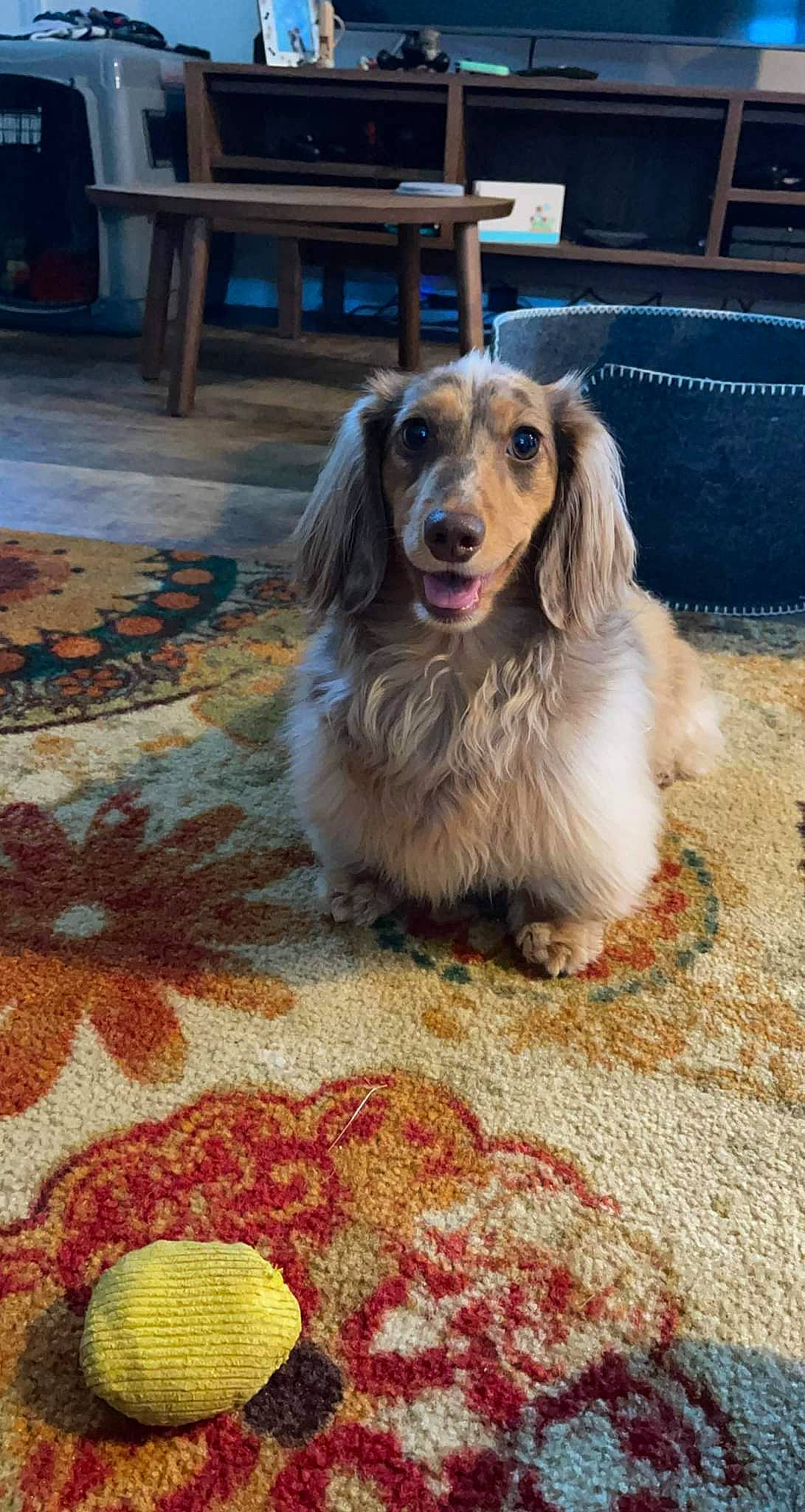 Chibi joined the competition — help win amazing prizes! canidae, carnivore, carpet, chair, companion_dog, dog, dog_breed, fawn, flooring, fur, gun_dog, hardwood, plant, recreation, snout, spaniel, sporting_group, whiskers, wood, working_dog