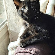 Yuki participe au concours pour gagner de l'argent avec cette photo : cat, kitten, black_cat, pet, feline, indoor, window, cushion, armrest, curious, sunlight, whiskers, fur, closeup, animal, cozy, resting, young, domestic_cat, soft